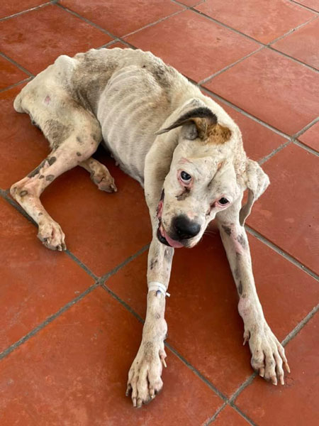Gracias a rescate ciudadano perrita robada volverá a su hogar 3 Perrita 4
