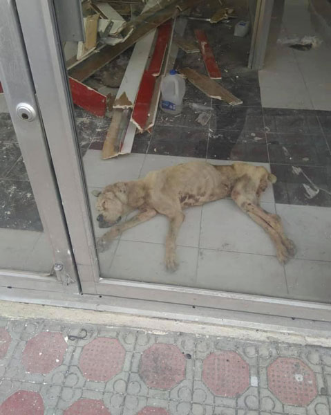 Gracias a rescate ciudadano perrita robada volverá a su hogar 1 Perrita 6