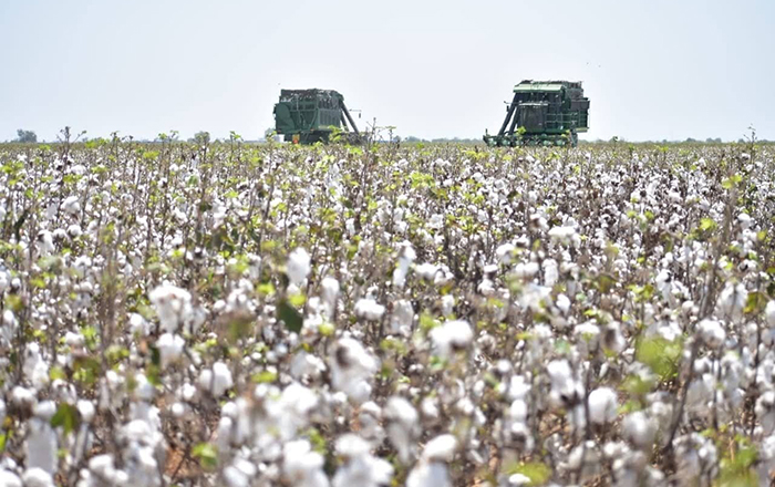 Ni la pandemia frenó la producción de algodón 2 245418181 3798420910260296 3839604108963015950 n