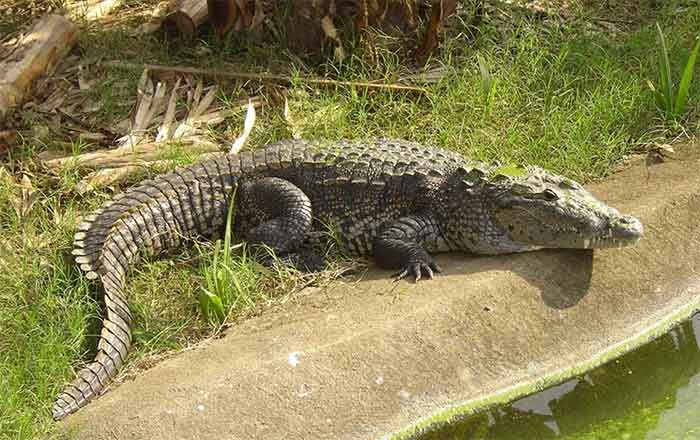 Cocodrilo ataca a turista estadounidense en playas de Nayarit 1 COCODRILO