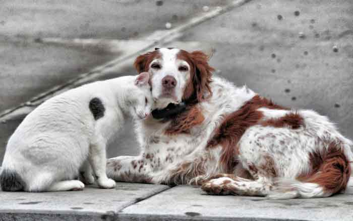 Perros-y-gatos