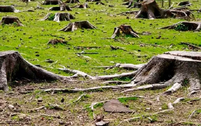 Deforestacion