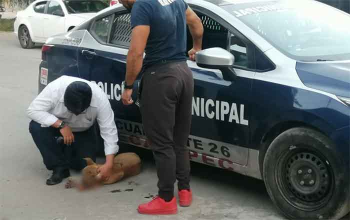PERRITO