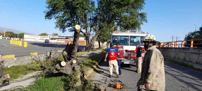 Activan operativo de retiro de árboles caídos en Ciudad Victoria 1 Arboles caidos 2