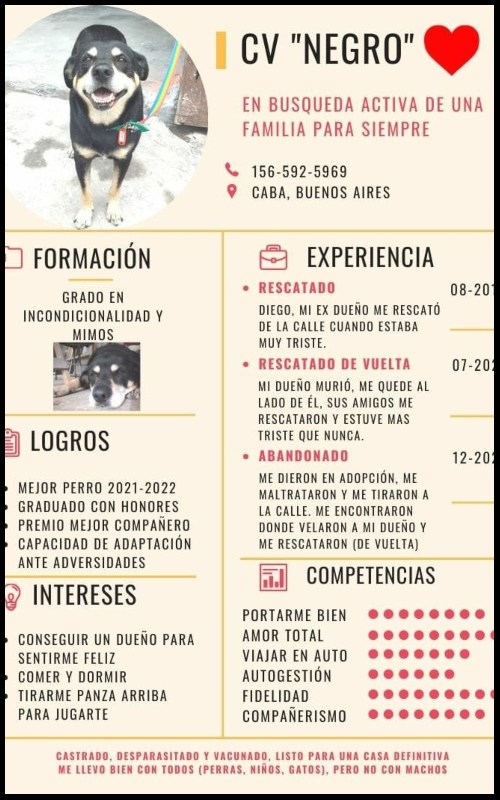 Perrito busca hogar con currículum en patas 1 257276622 369268691242686 7000107386877660208 n