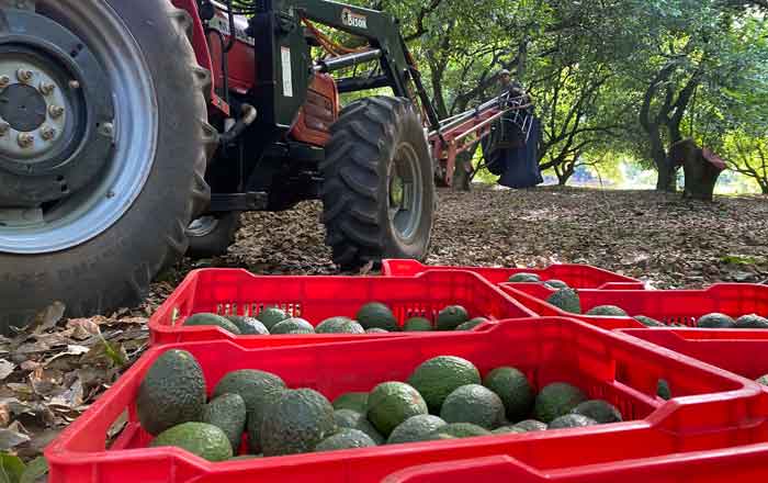 Aguacate