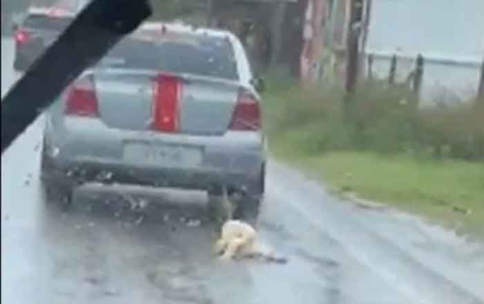 PERRO