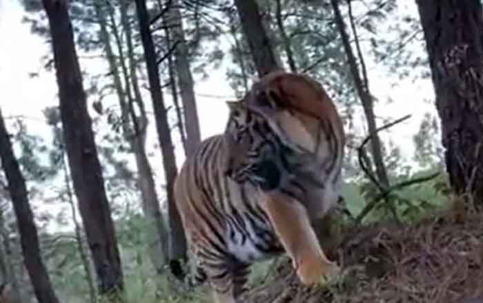 Tigre