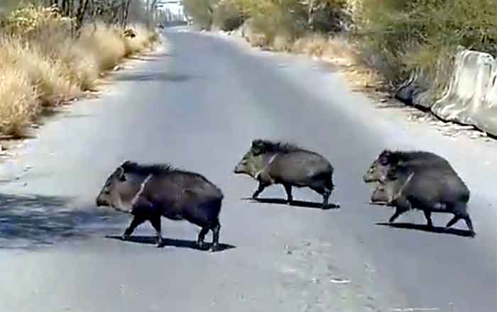 Jabalies