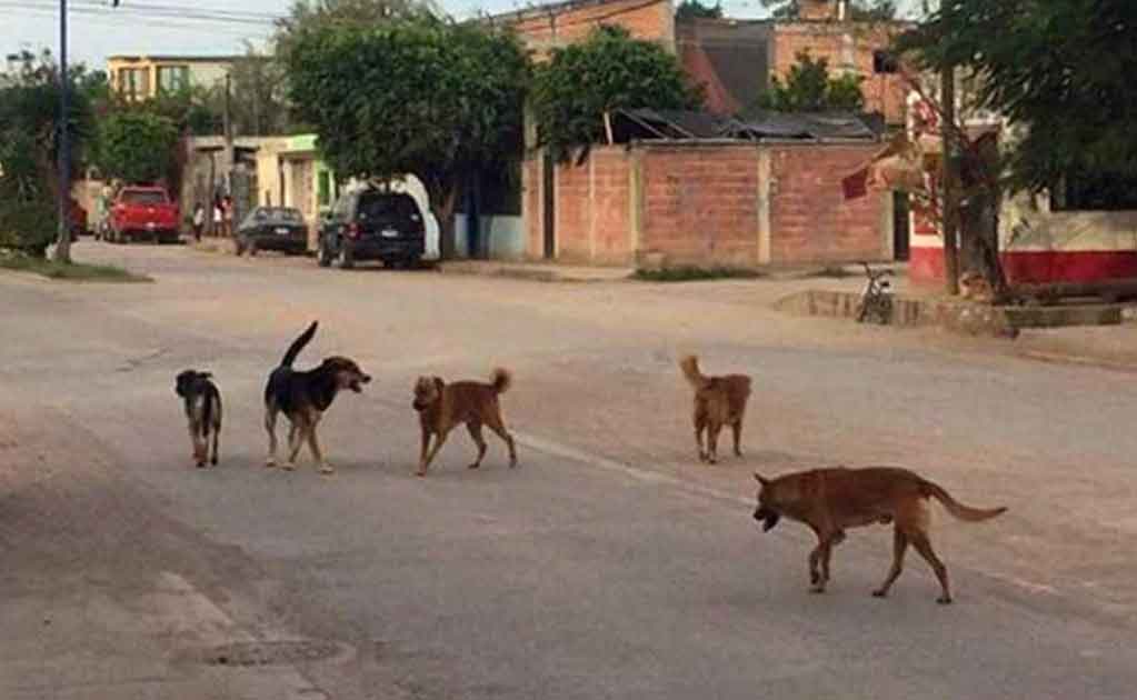 PERROS