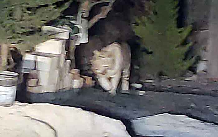 Tigre-atrapan