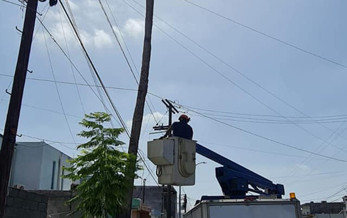 Rescatan a osito atrapado en lo alto de una palmera de Apodaca 1 282406589 732034388061755 7379474747186669067 n