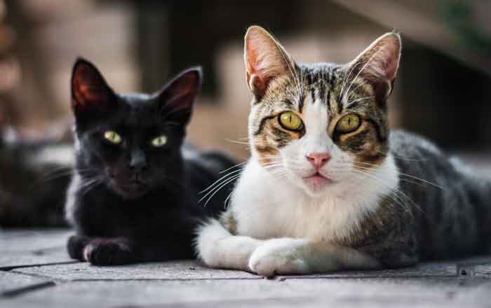 Gatos