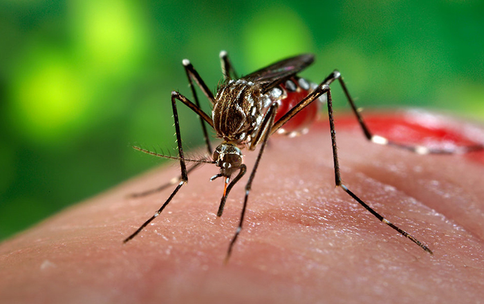 dengue
