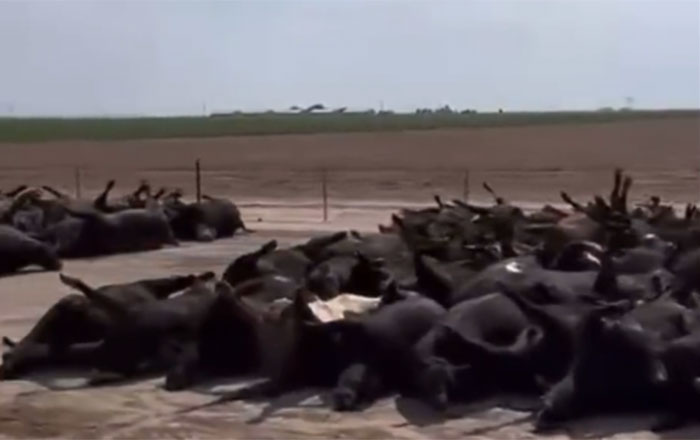 vacas