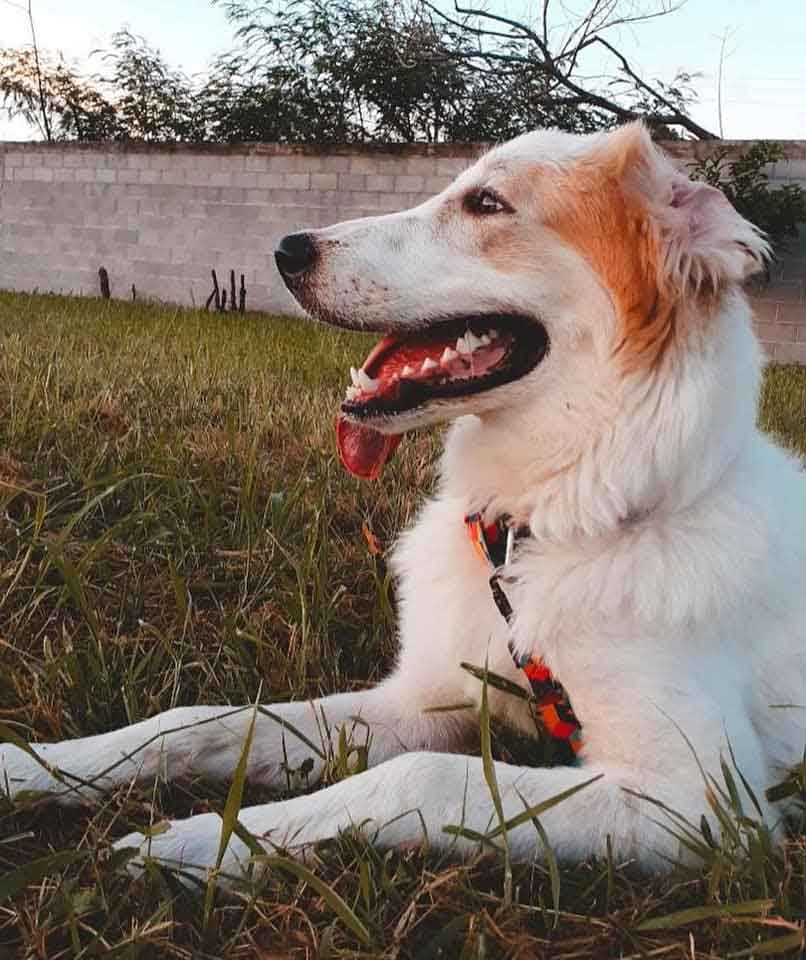 Óscar y 'Bruno' estarán unidos hasta la eternidad 3 BRUNO