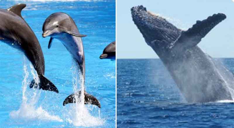 DELFINES