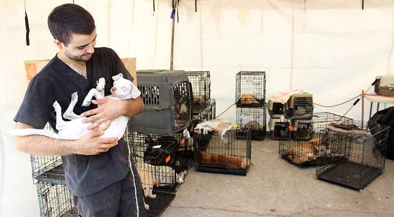 En San Nicolás reinauguran el Centro de Control Canino y Felino 1 SAN NICOLAS 2 3