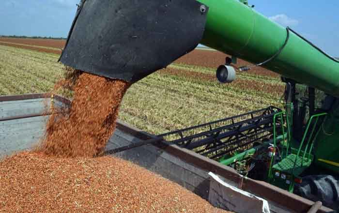Sorgo