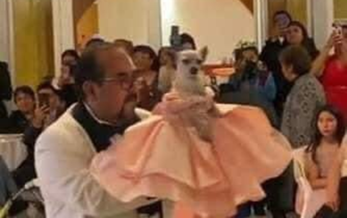 Realizan fiesta de quince años a perrita chihuahua 2 298168112 1261947411240709 7493484131436261896 n