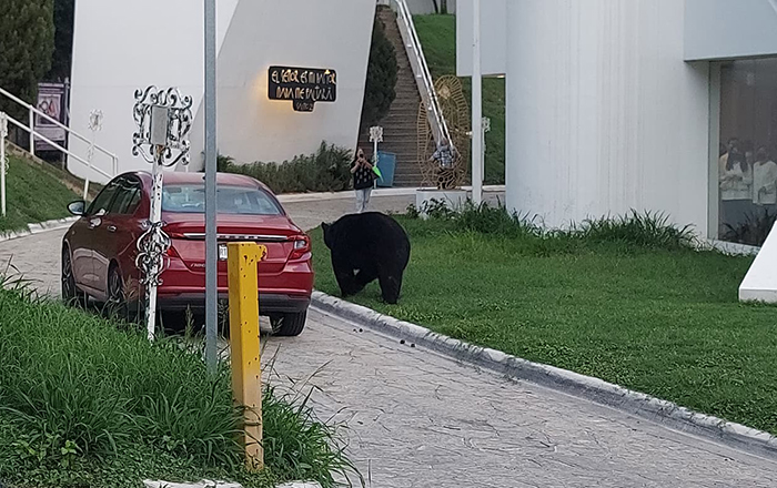 Asombra presencia de oso en Satélite 1 300877686 742118396895118 1716346778331420838 n