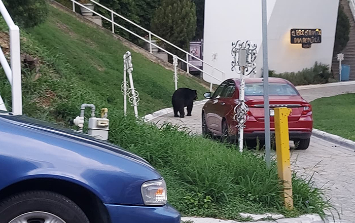 Asombra presencia de oso en Satélite 2 301530954 824302698610068 8989127700660538855 n