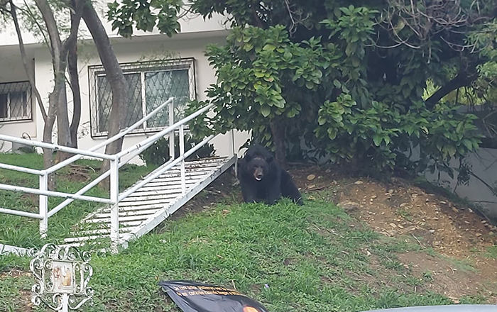 Asombra presencia de oso en Satélite 3 302108378 640321527340236 3854535748920770787 n