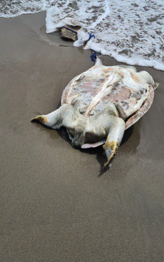 Investigan aparición de más de 250 tortugas muertas en Chiapas 1 FaiW9qdXgAA7kUr