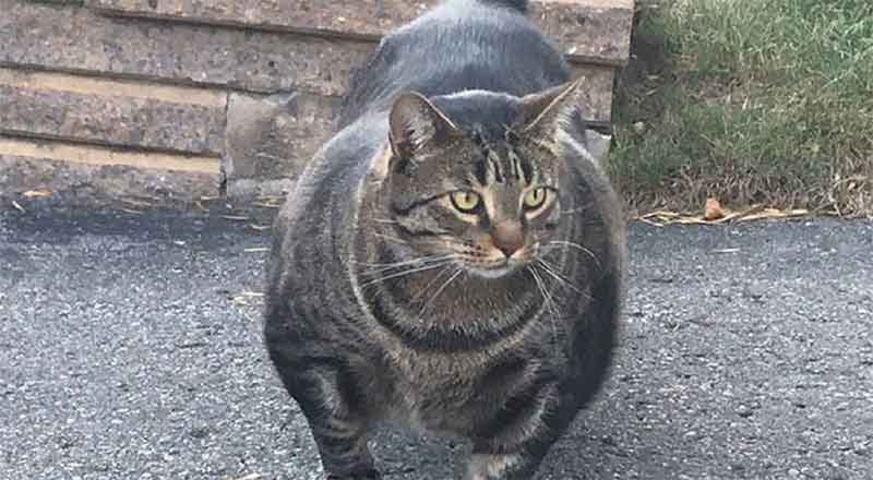 GATO-MUSCULOSO