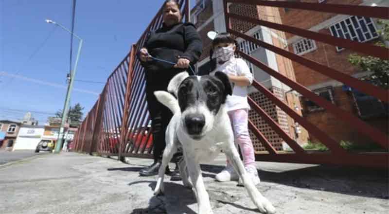 Buscan pagar quimios de 'Mailo' con venta de trufas y galletas 1 MAILO 2