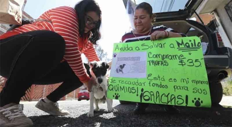 Buscan pagar quimios de 'Mailo' con venta de trufas y galletas 2 MAILO 3