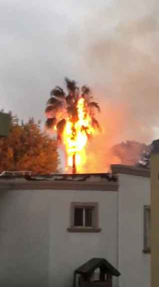 En Monterrey cae rayo y da gran susto a vecinos 1 PALMERA 2