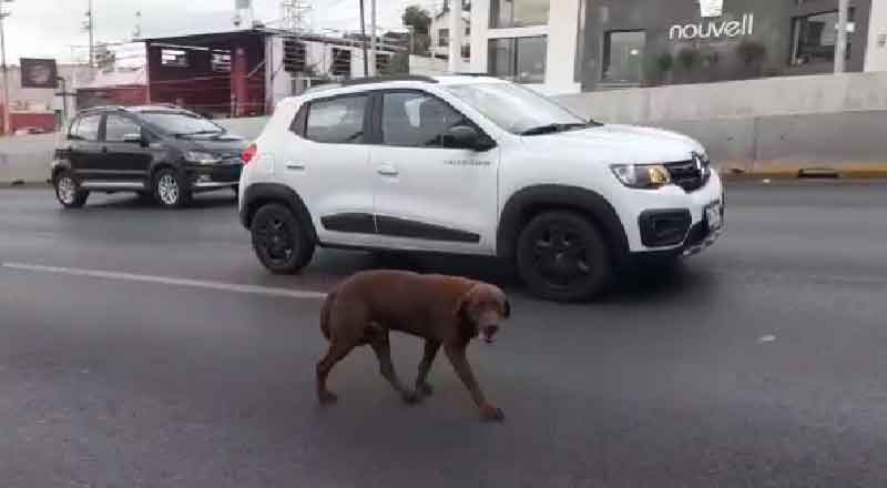 PERRO-1