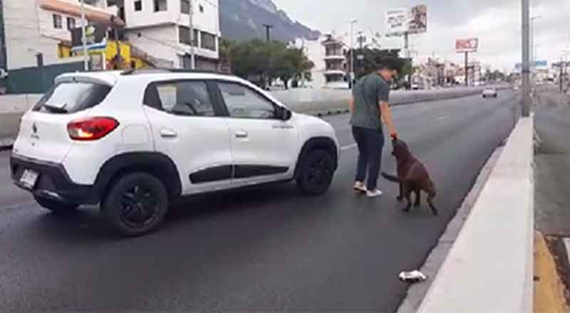 Perro desorientado intenta cruzar transitada avenida en Monterrey 2 PERRO 2