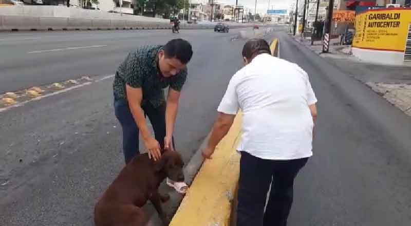 Perro desorientado intenta cruzar transitada avenida en Monterrey 3 PERRO 3