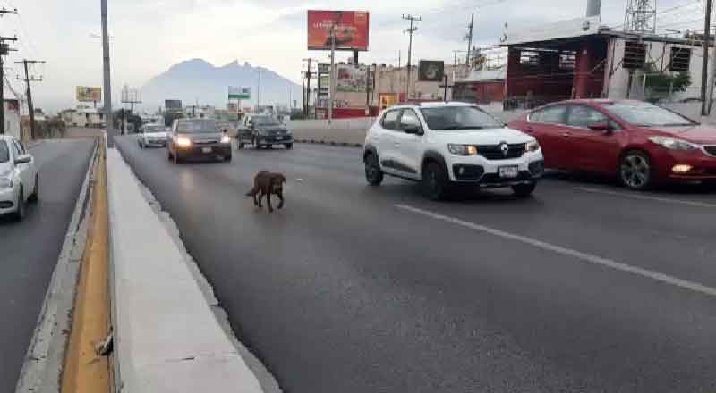 Perro desorientado intenta cruzar transitada avenida en Monterrey 1 PERRO 4