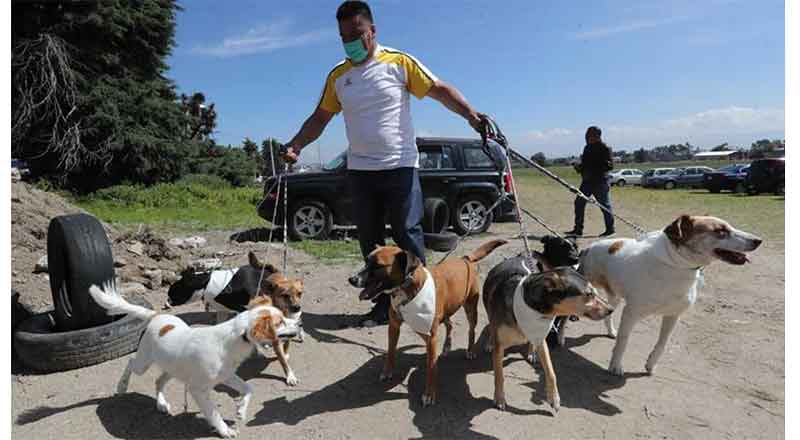PERROS