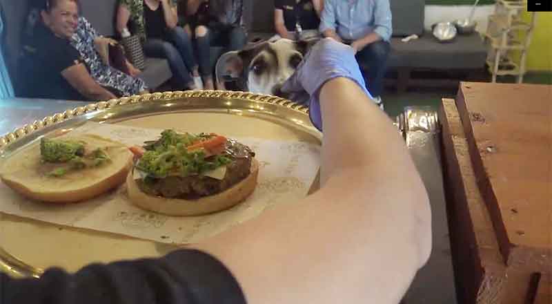 Ofrecen ‘amor a cada mordida’ en restaurante canino 1 PETHOUSE 3