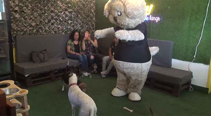 Ofrecen ‘amor a cada mordida’ en restaurante canino 2 PETHOUSE4