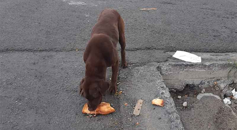 Perro desorientado intenta cruzar transitada avenida en Monterrey 4 PIZZA
