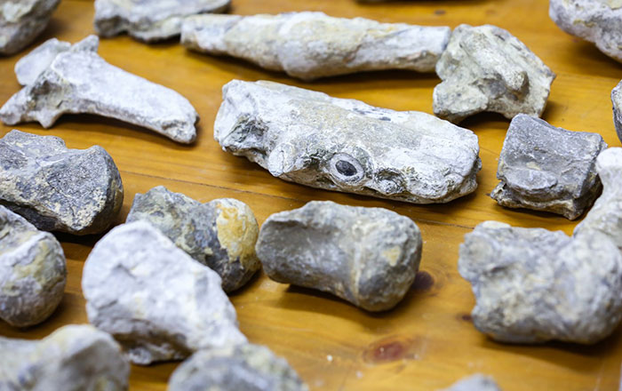 Investiga UANL origen de fósiles hallados en Linares 2 2 1