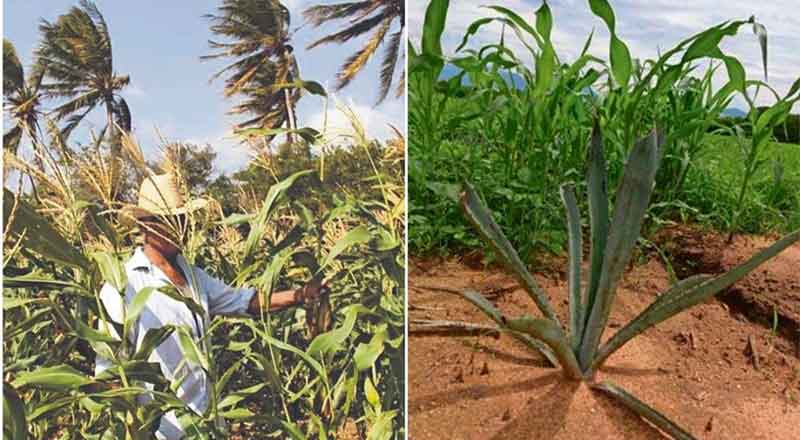 AGAVE