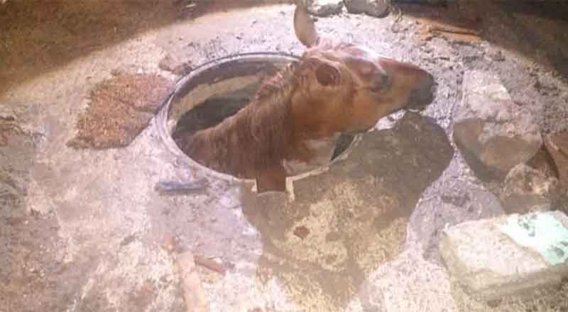 CABALLO
