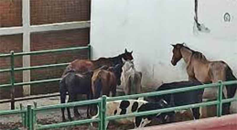 CABALLOS