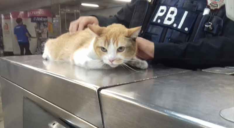 gato