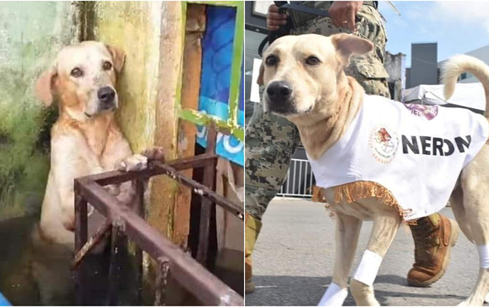 perro-neron-rescatado-en-inundaciones-de-tabasco-es-parte-de-desfile-con-la-semar