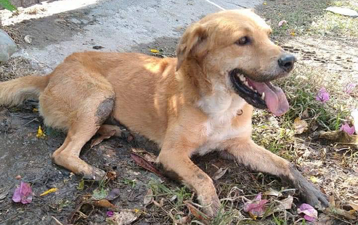 Bomberos de Reynosa liberan a perrito de una reja 2 306335329 397257159148919 5596101894288264583 n