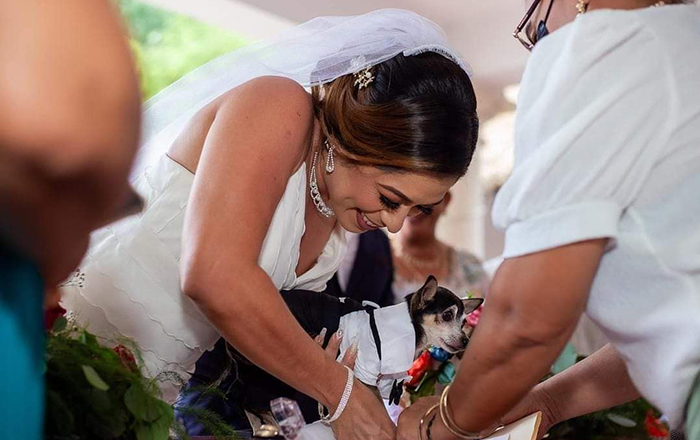 Perro es testigo en la boda de su dueña 2 307074463 502214068163872 5125929865148427356 n
