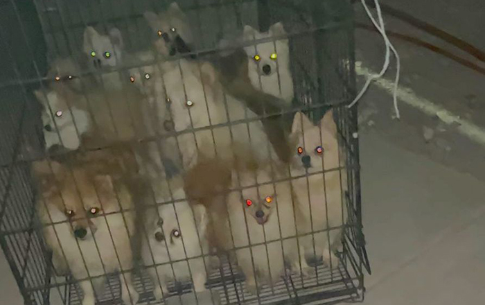 Rescatan a más de 40 perritos; investigan abuso 1 308518187 811230816685147 2537812490480015612 n