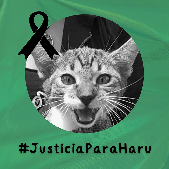 Torturan y matan a mascota de colectivo del CCH Vallejo de la UNAM 3 310577302 1320326548803581 6335377734473479683 n